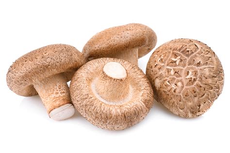  Jinhua Shiitake Pilze: Umami-Rikus im Herzen von Jinhua!